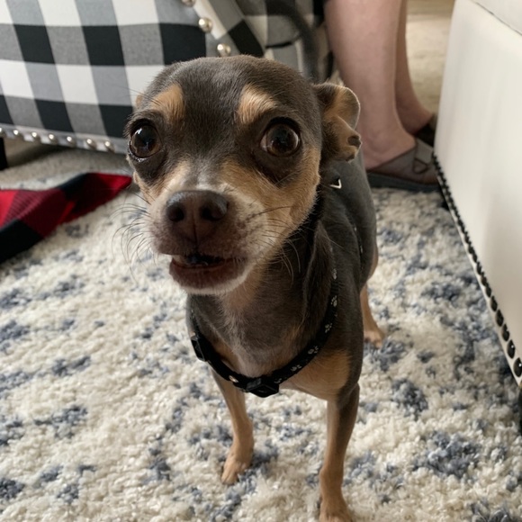 Meet your Posher, Roxanne - Picture 1 of 1